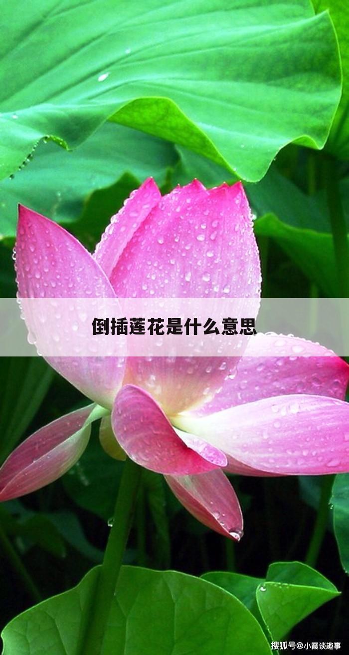 倒插莲花是什么意思