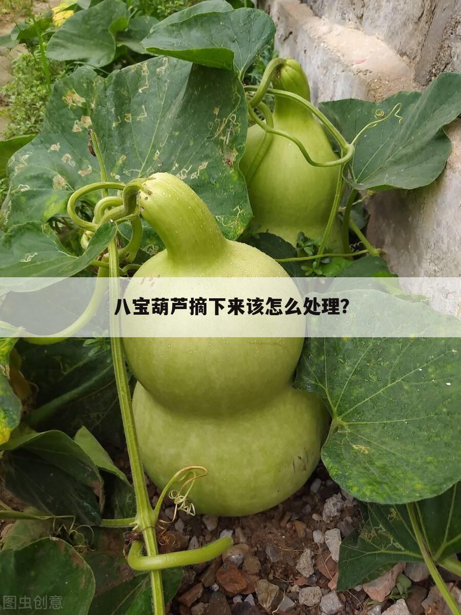 八宝葫芦摘下来该怎么处理？