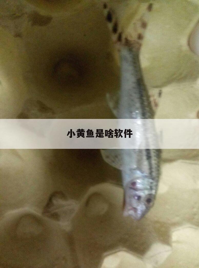 小黄鱼是啥软件